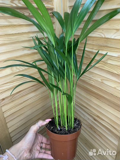 Пальма Арека 50 см