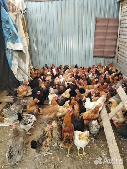 Домашние Несущие Куры, Петухи, Индоутки