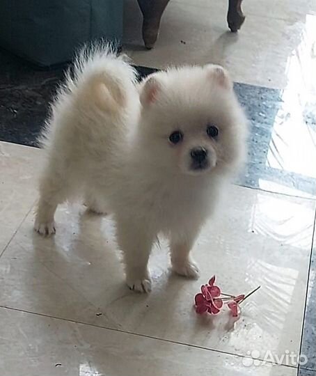 Девочка шпиц