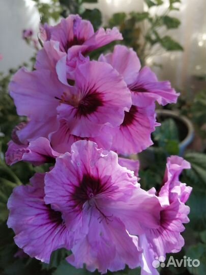 Пеларгония герань сортовая