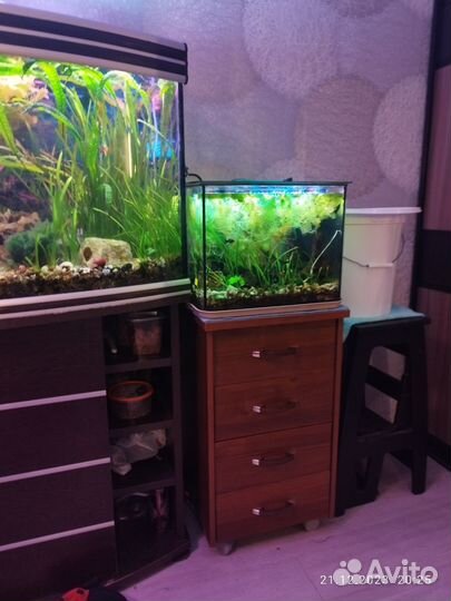 Аквариумные рыбки и растения