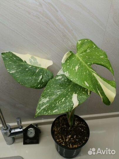 Монстеры(минт, тайское созвездие, жёлтая, альба)