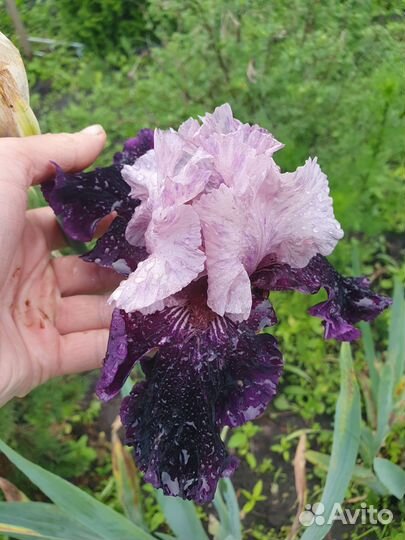 Ирисы карликовые и бородатые