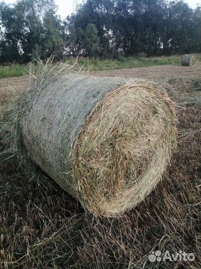 Сено в тюках