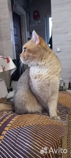 Британский кот