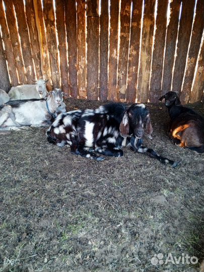 Козв нубийские, зааненские