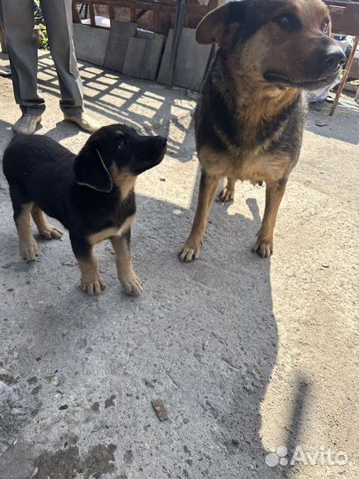 Щенок ищет дом