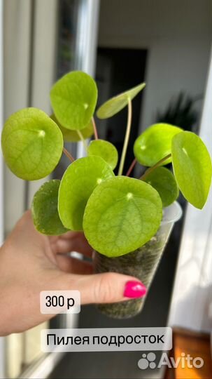 Пилея пеперомиевидная