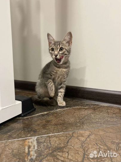 Два котёнка, мальчики, Чип и Дейл