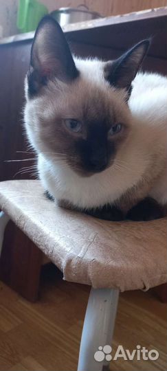 Котята в добрые руки мальчики