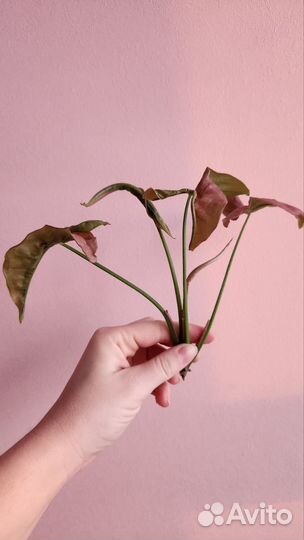 Сингониум неон