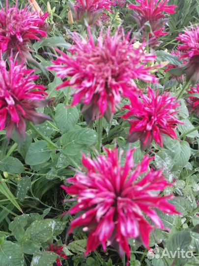 Монарда и другие многЛетние растения о