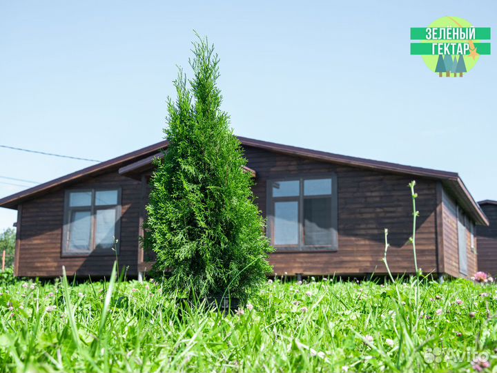 Туи смарагд 1 м свежая копка 2023