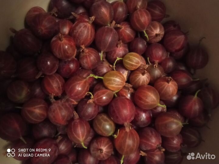 Кустарники