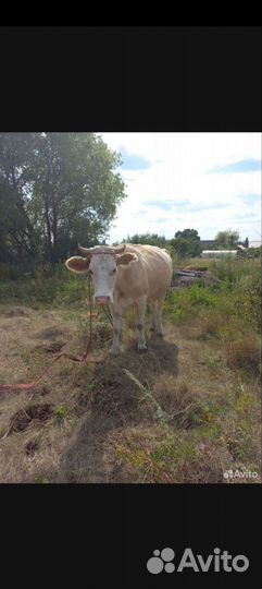 Домашние животные