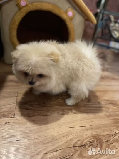 Мальчик пушок