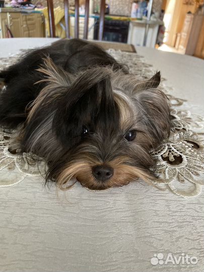 Йоркширский терьер микро