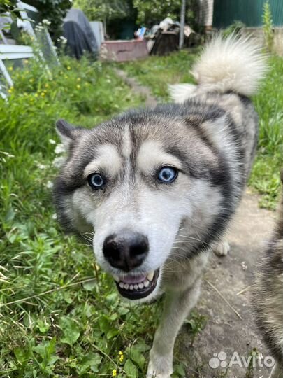 Щенок хаски