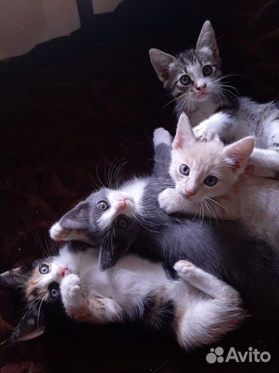 Котята в добрые руки