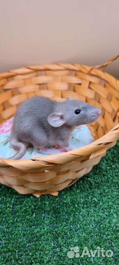 Крыса крысята дамбо девил хаски питомник