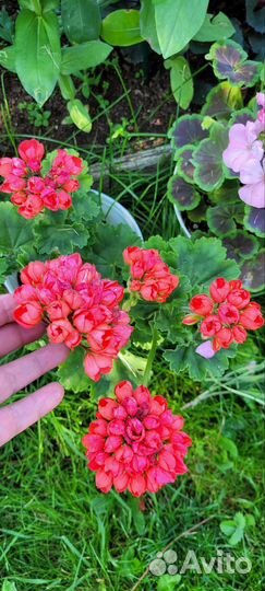 Пеларгония герань тюльпановидная