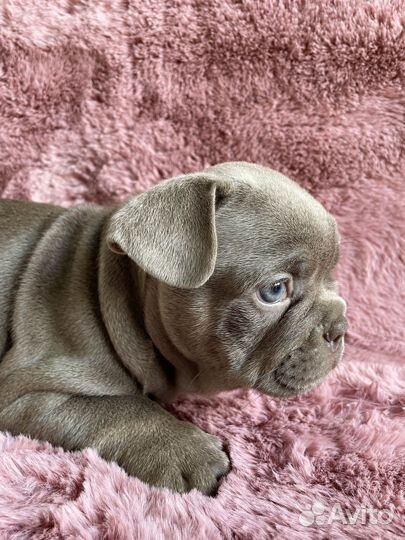 Французский бульдог в окрасе изабелла