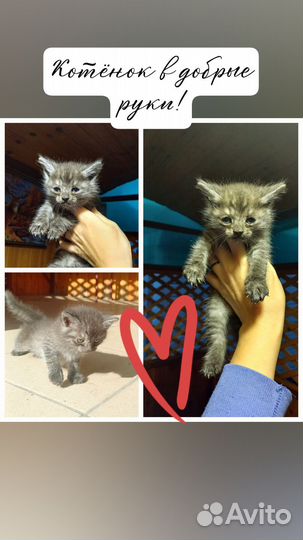 Котята в добрые руки