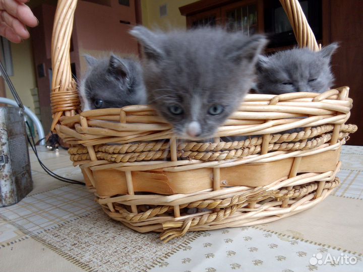 Котята в добрые руки