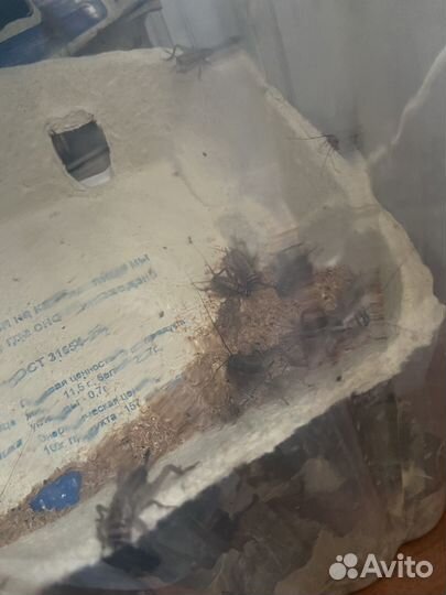 Сверчки домовые