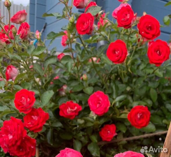 Роза Флорибунда Шоне Кобленцерин