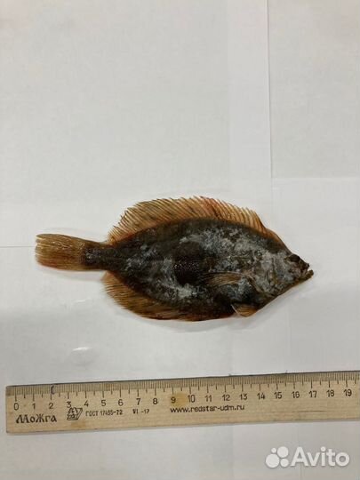 Камбала полярная, оптом