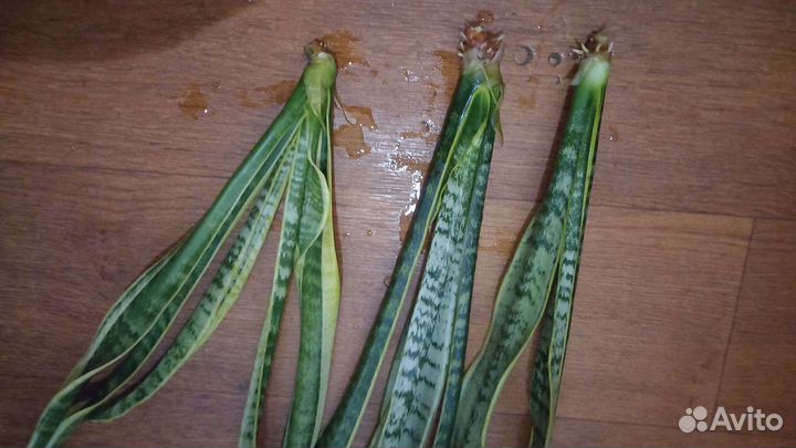 Сансевиерия