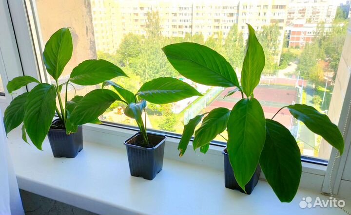 Спатифиллум женское счастье