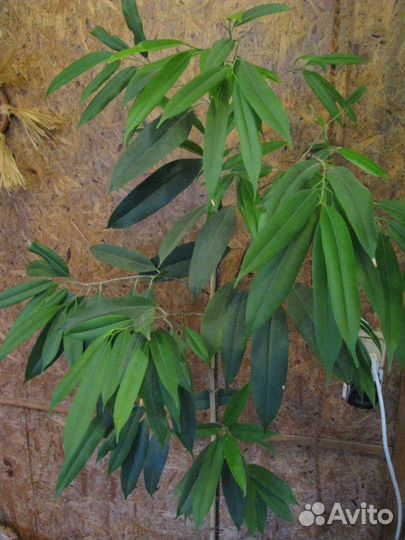 Цветы и растения для жизни и настроения