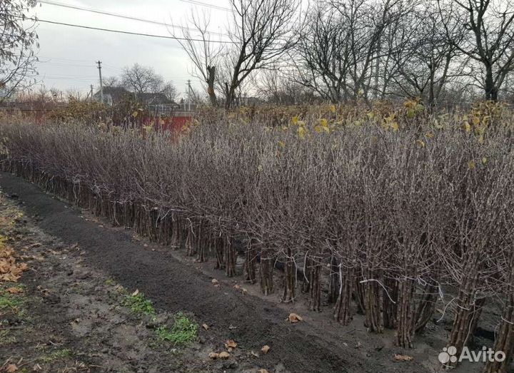 Саженцы Яблони оптом