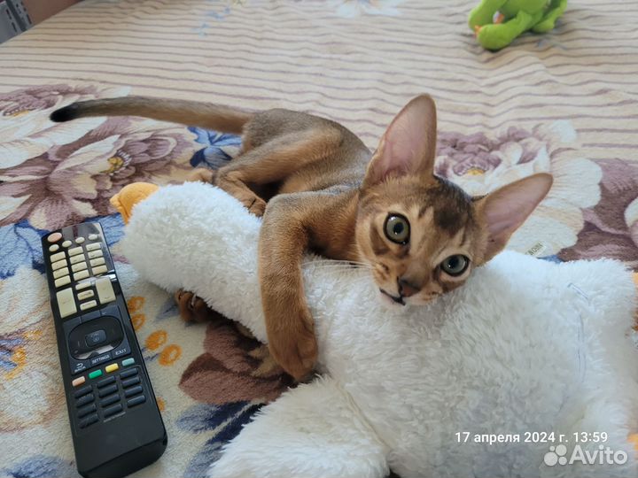 Котята Абиссинская