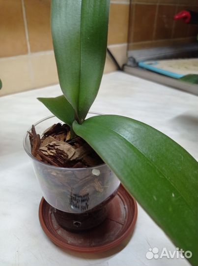 Орхидея фаленопсис Long Ugly Beauty