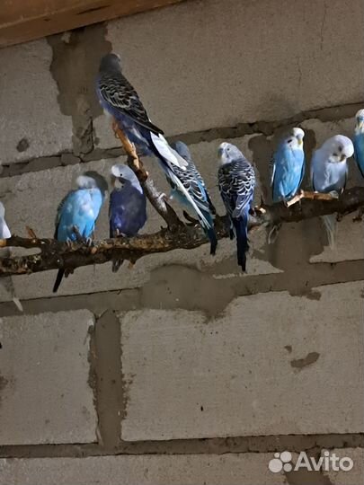 Волнистые попугаи только опт,кареллы,неразлучники