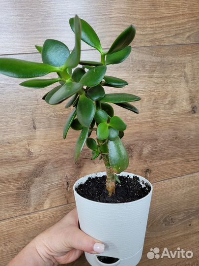 Денежное дерево