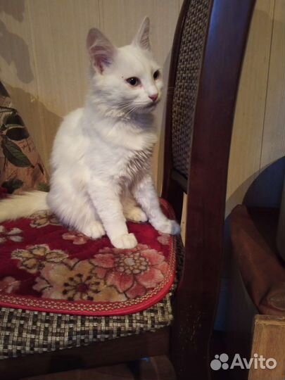Кошка