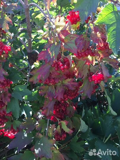 Калина саженцы крупная