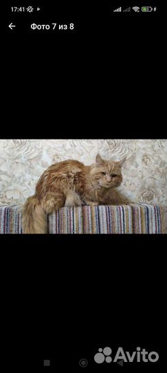 Кошка
