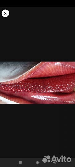 Икра красная горбуши в ястыках