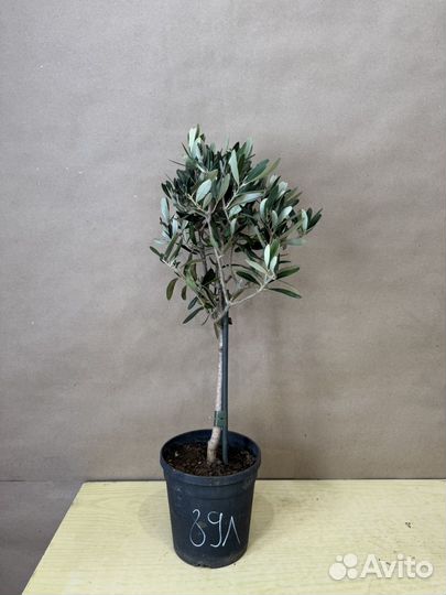 Оливковое дерево олива Европейская