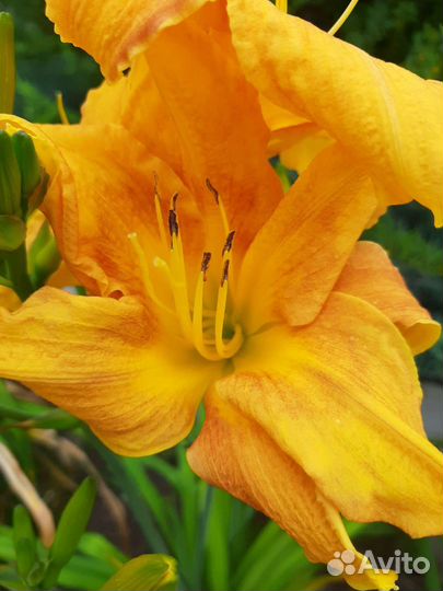 15сортов.Лилейники сортовые