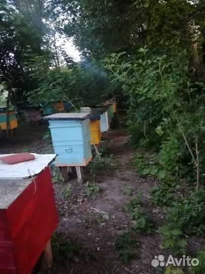 Мёд с собственной пасеки (Гусевский район)