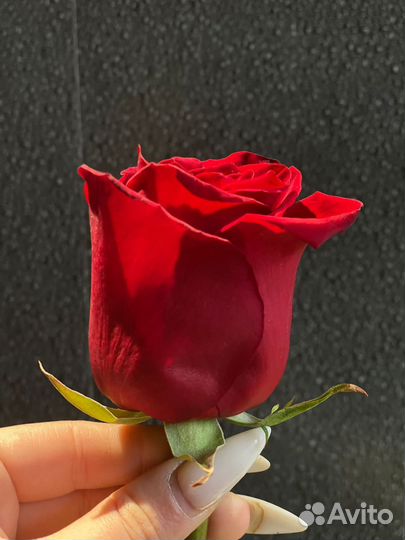 Красные розы гиганты