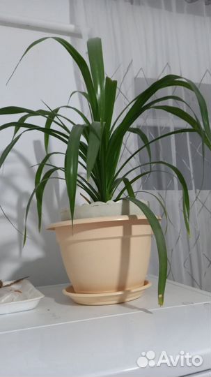 Комнатные растения цветы