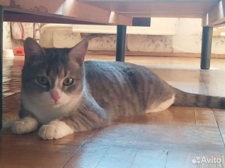 Кошка Маша ищет дом