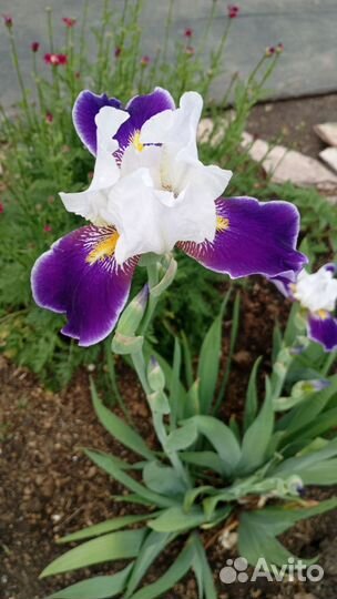Ирисы
